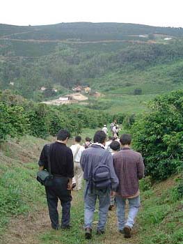 山地にあるジャカランダ農場は斜面が多い