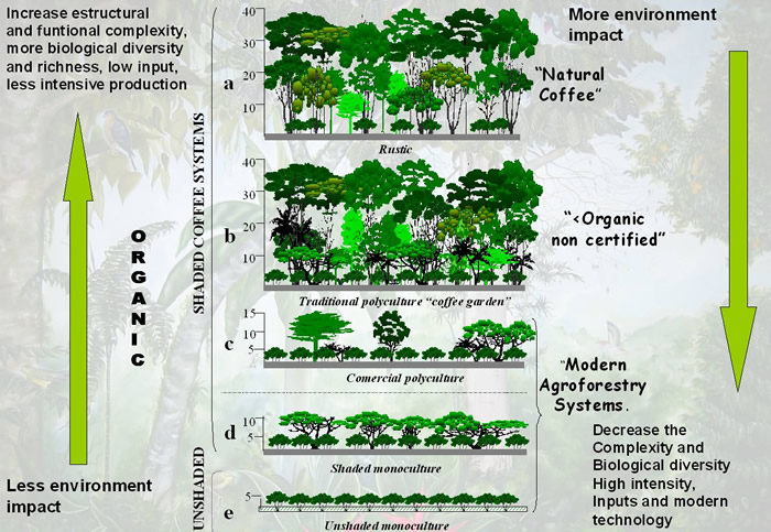 森林農法（アグロフォレストリー）の模式図　コーヒーに日陰を作るシステム