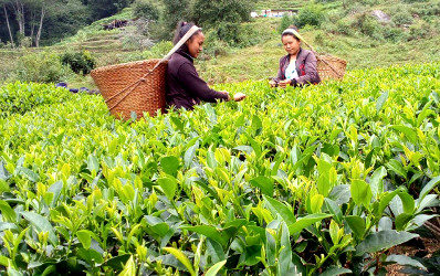 農園で茶葉を摘む人々