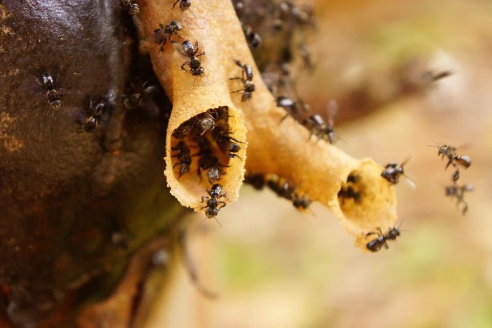 ボルネオ島に生息する希少なハリナシミツバチのはちみつの巣