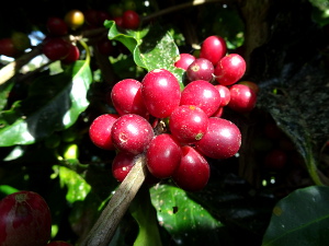 赤く熟したコーヒーチェリー