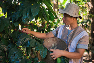 森林農法で栽培されたコーヒーの実を収穫するカレン族のスウェさん