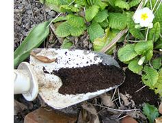 コーヒーかすを堆肥として利用できます。