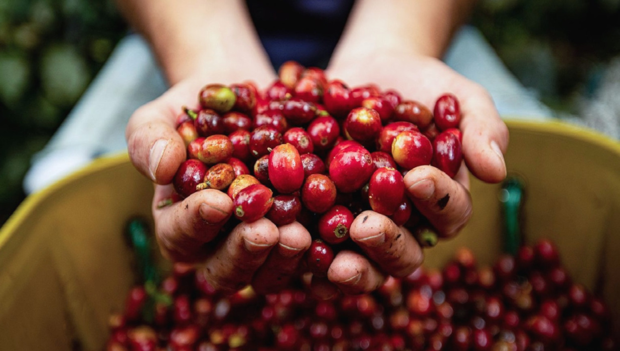 コーヒーチェリー