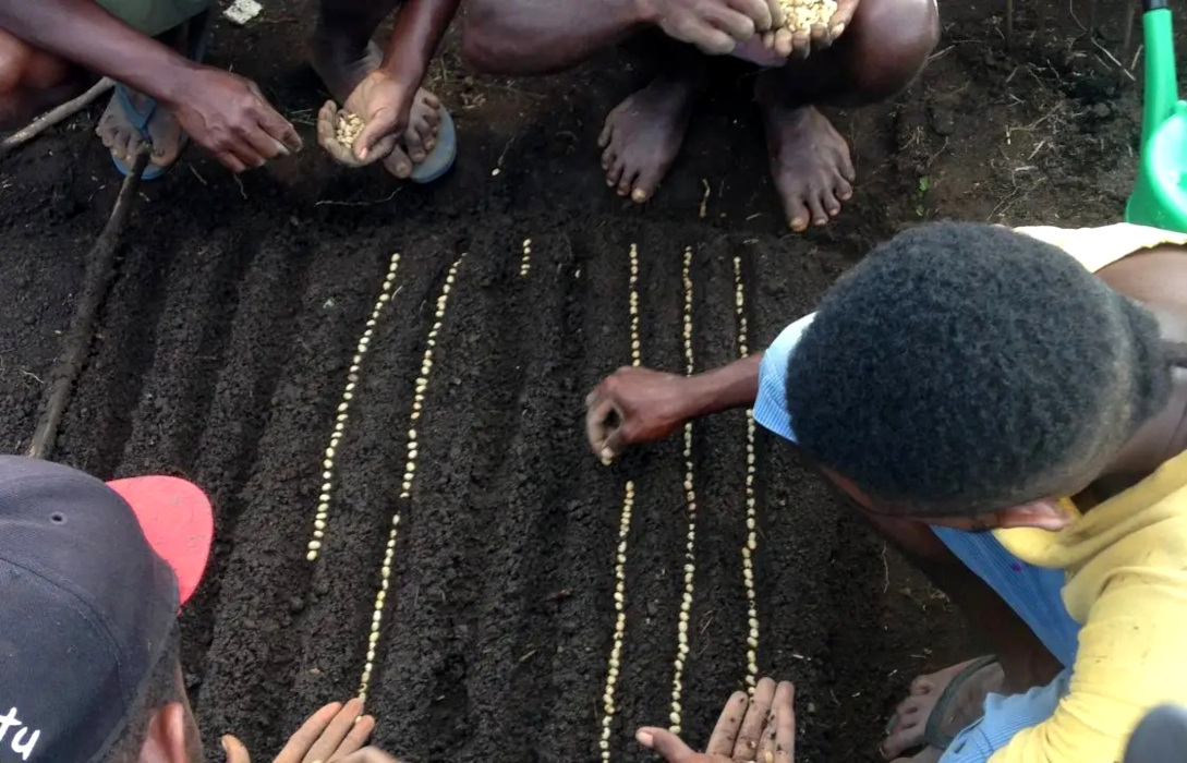 コーヒーの苗床づくり
