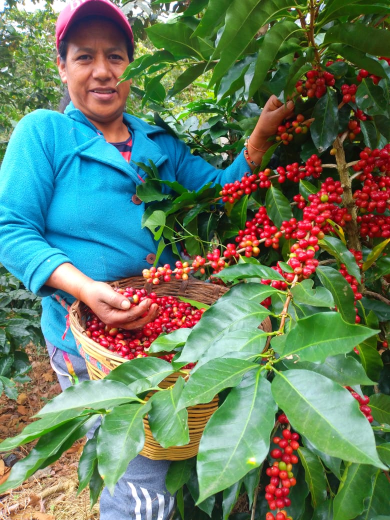 コーヒーの実を手に取って見せる女性