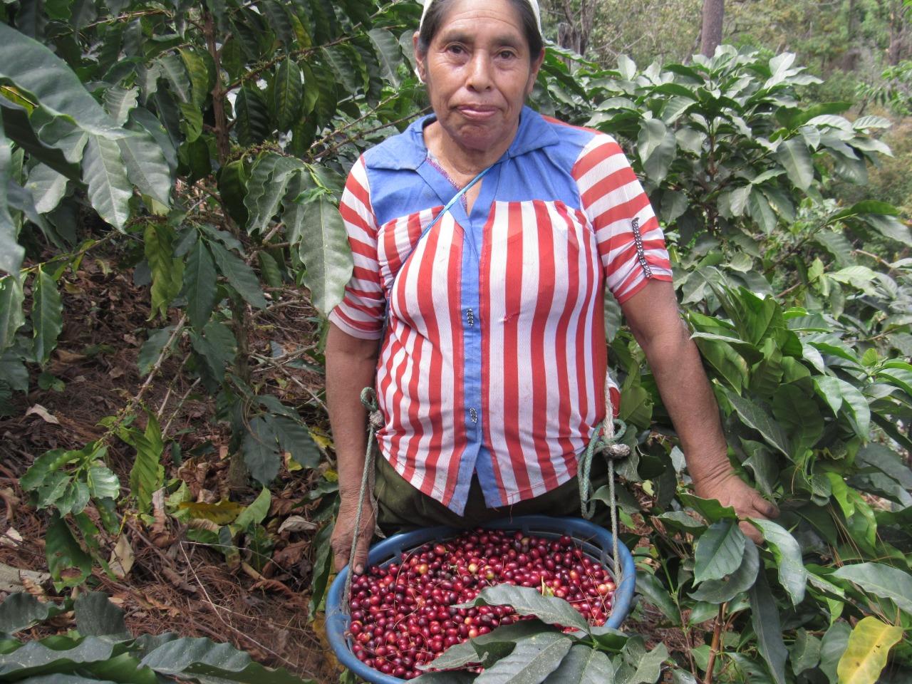 コーヒーの実を籠に摘む女性