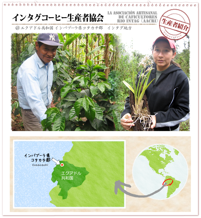 フェアトレード・オーガニック・コーヒーの産地紹介：エクアドル・インタグコーヒー生産者協会（AACRI）