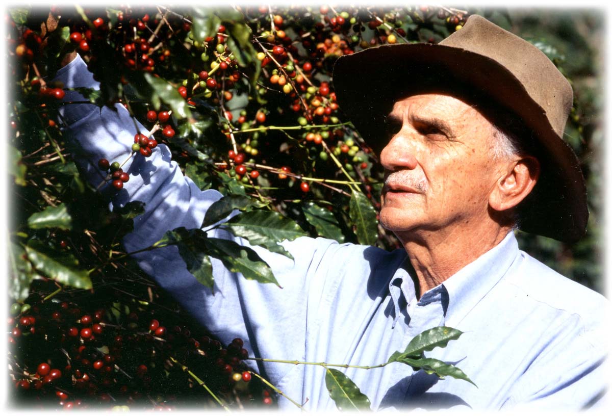 カルロス・フランコさんが有機栽培で育てられた赤いコーヒーの実を収穫する様子