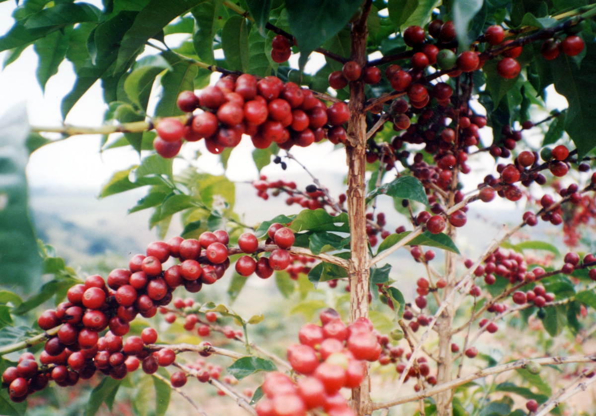 コーヒーの木に豊かに実る赤いコーヒーの実