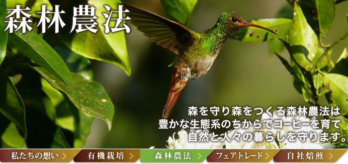森林農法コーヒー(=アグロ・フォレストリー)