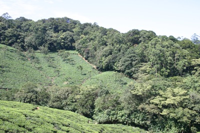 tea_farm3