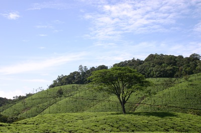 tea_field