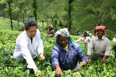 tea_pick_nakamura