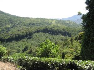 teagarden1