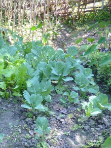 葉物野菜