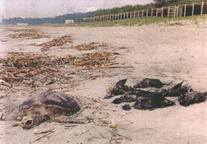 川内原発周辺の海岸に打ち上げられたウミガメの死体
