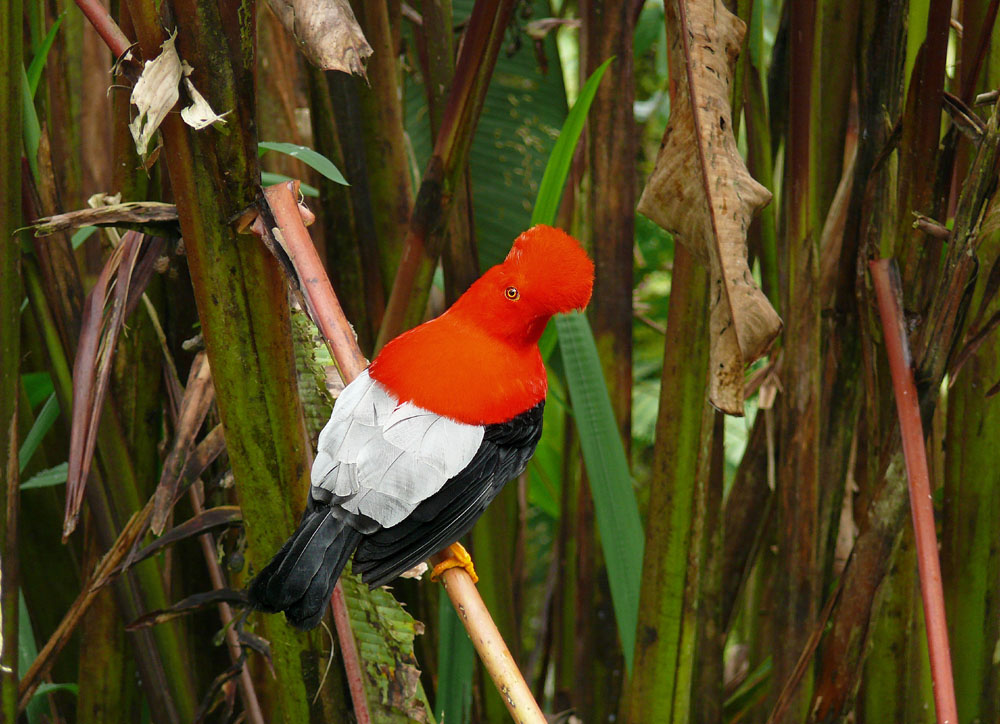 赤い鳥・カルロス写真