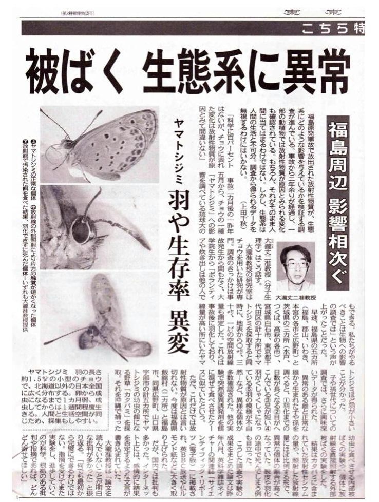 東京新聞：被ばく 生態系に異常　ヤマトシジミ