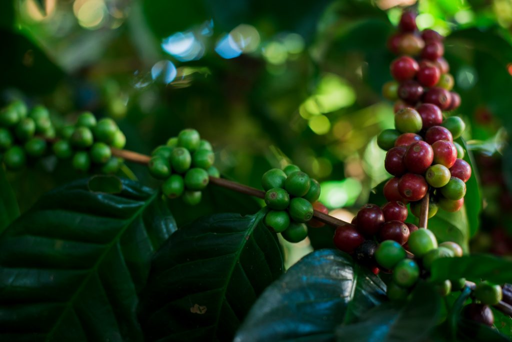 レイジーマン農場の森林農法のコーヒー。コーヒーの実は、緑色から赤色へと熟していく。