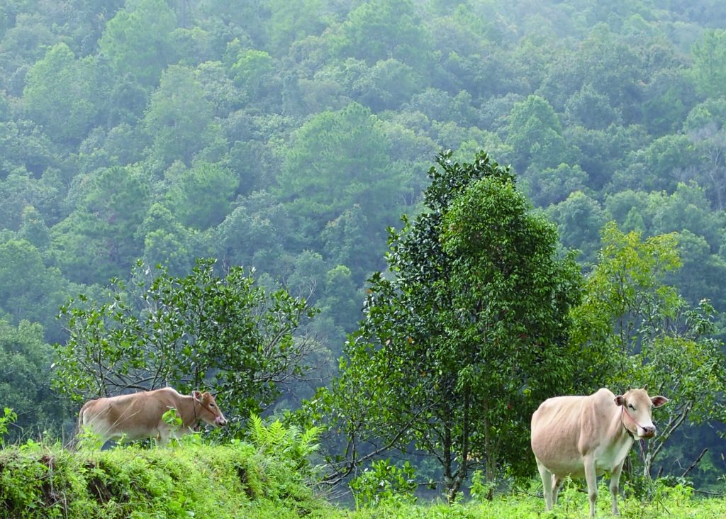 ノンタオ村の里山。森の中に牛が２匹いる。